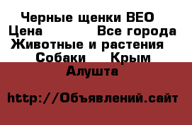 Черные щенки ВЕО › Цена ­ 5 000 - Все города Животные и растения » Собаки   . Крым,Алушта